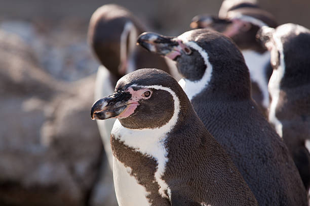 Penguin Blick in die Kamera – Foto