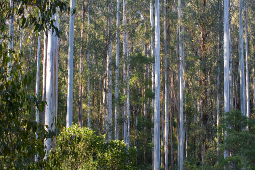A dense stand of mountain ash in an Australian mountain forest.