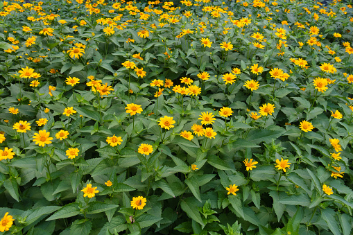 Plenty of yellow flowers of Heliopsis helianthoides in June