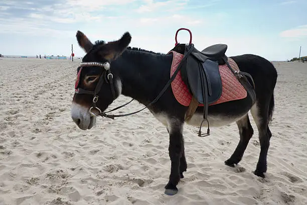 Donkey at Welsh seaside resort waiting for child to come and take a ride.