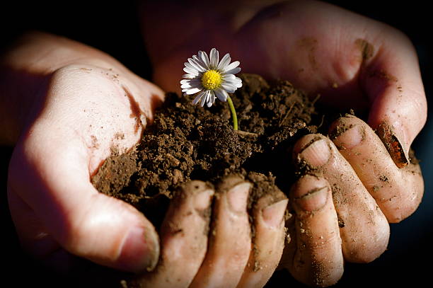 istock Sun lit hands holding earth and a flower 179266985