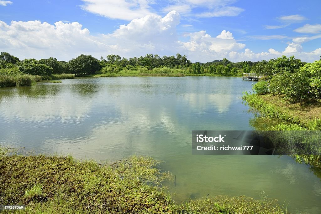 Paisagem de Wetland no verão - Foto de stock de Acessibilidade royalty-free