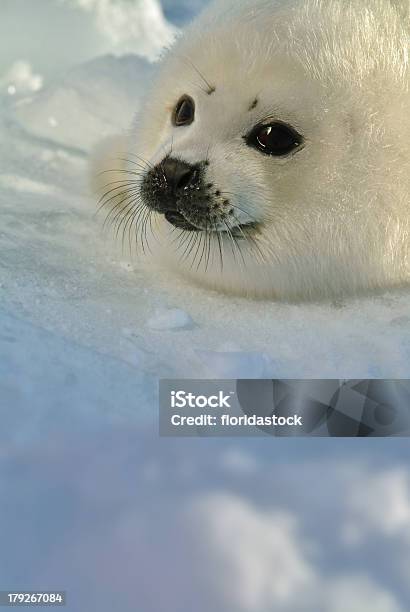 Photo libre de droit de Bébé Phoque Du Groënland Chien Sur Glace Avec Espace De Copie banque d'images et plus d'images libres de droit de Bébé phoque