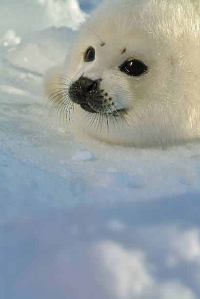 istock baby harp seal pup on ice with copy space 179267084