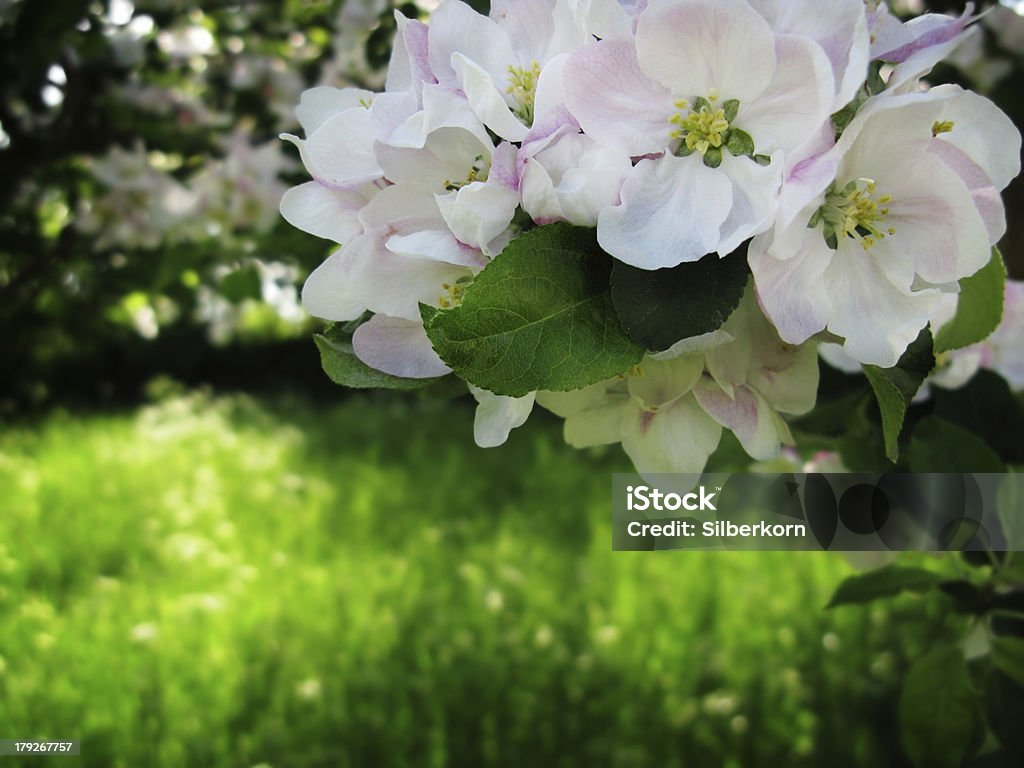 apple Blüten - Lizenzfrei Apfelbaum Stock-Foto