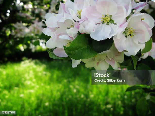 Manzana Cerezos En Flor Foto de stock y más banco de imágenes de Aire libre - Aire libre, Cabeza de flor, Flor