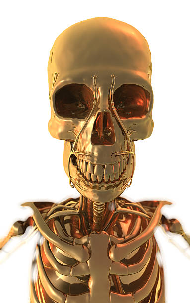 golden esqueleto - skuril imagens e fotografias de stock