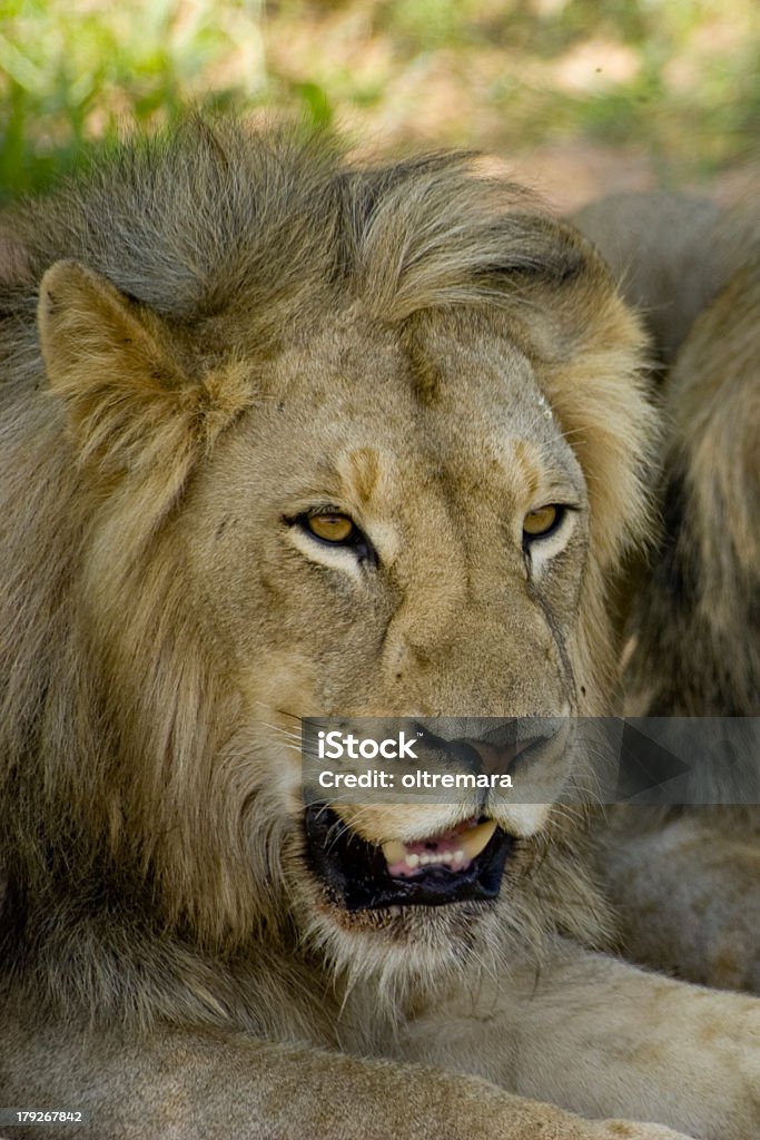 Leone vista - Foto stock royalty-free di Abitacolo