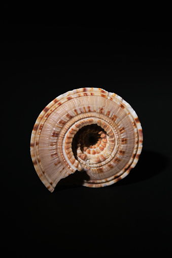 Close up of sundial sea shell on a black background.