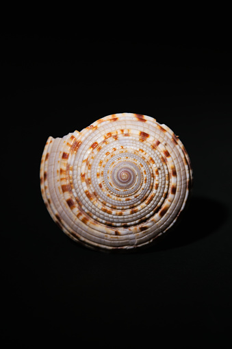 Close up of sundial sea shell on a black background.