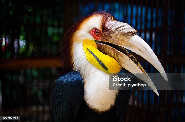 Foto de Calaude e mais fotos de stock de Amarelo - Amarelo, Animais em Extinção, Animal