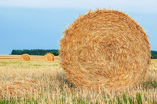 Straw Bales stock photo