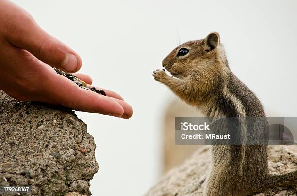 Ardilla De Cualquier Momento Foto de stock y más banco de imágenes de Aire libre - Aire libre, Alimentar, Alimento