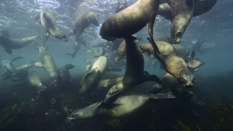 Sea lions playing and swimming