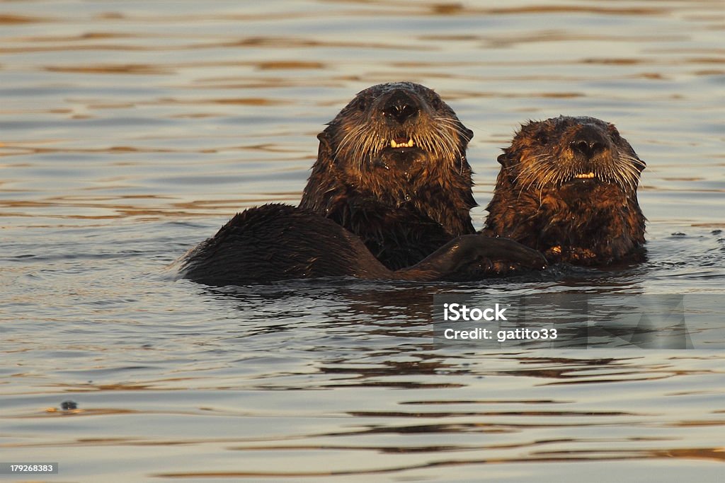 Pair Of Sea Otters A pair of young Sea Otters playing in the Pacific Ocean along the coast of central California. Sea Otter Stock Photo
