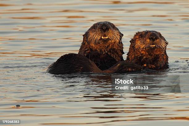Pair Of Sea Otters Stock Photo - Download Image Now - Sea Otter, Animal, Animal Wildlife