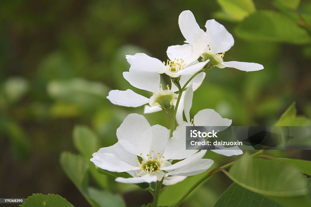 Fiori di pero - Foto stock royalty-free di Albero da frutto