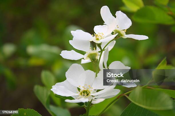 Fiori Di Pero - Fotografie stock e altre immagini di Albero da frutto - Albero da frutto, Bellezza naturale, Bianco