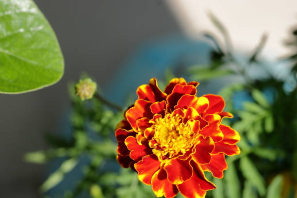 colorful  flowers in the garden