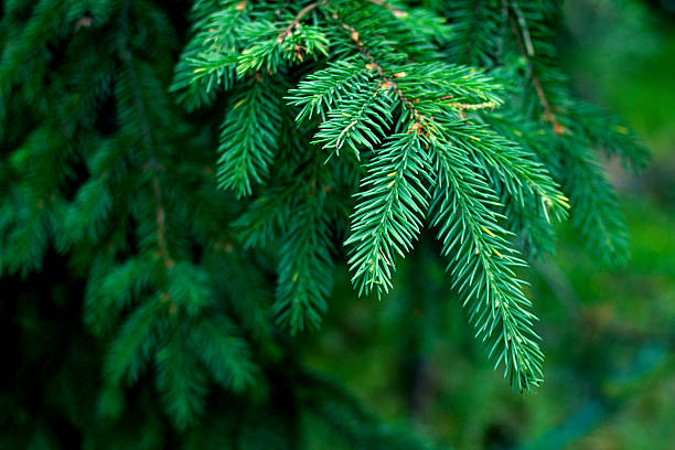 Pine needles