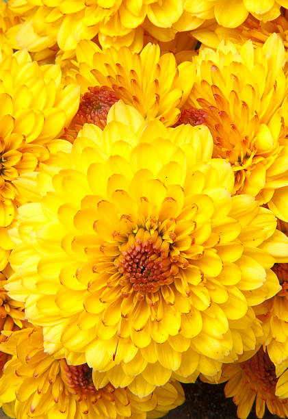 yellow chrysanthemum stock photo