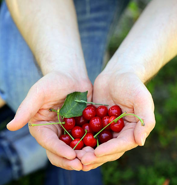 istock berry cherry in male hands - organic concept 179268797
