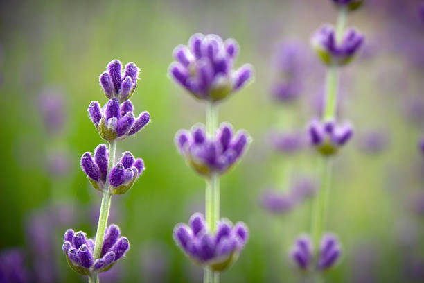Lavendel aus der Nähe – Foto