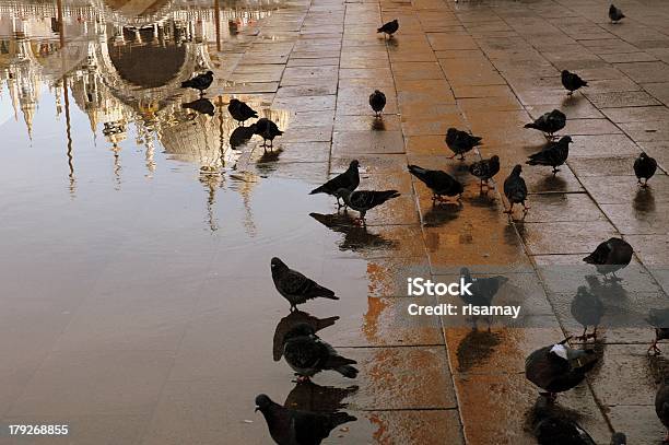 St Marks Basilica Venecia Italia Foto de stock y más banco de imágenes de Agua - Agua, Aire libre, Animal