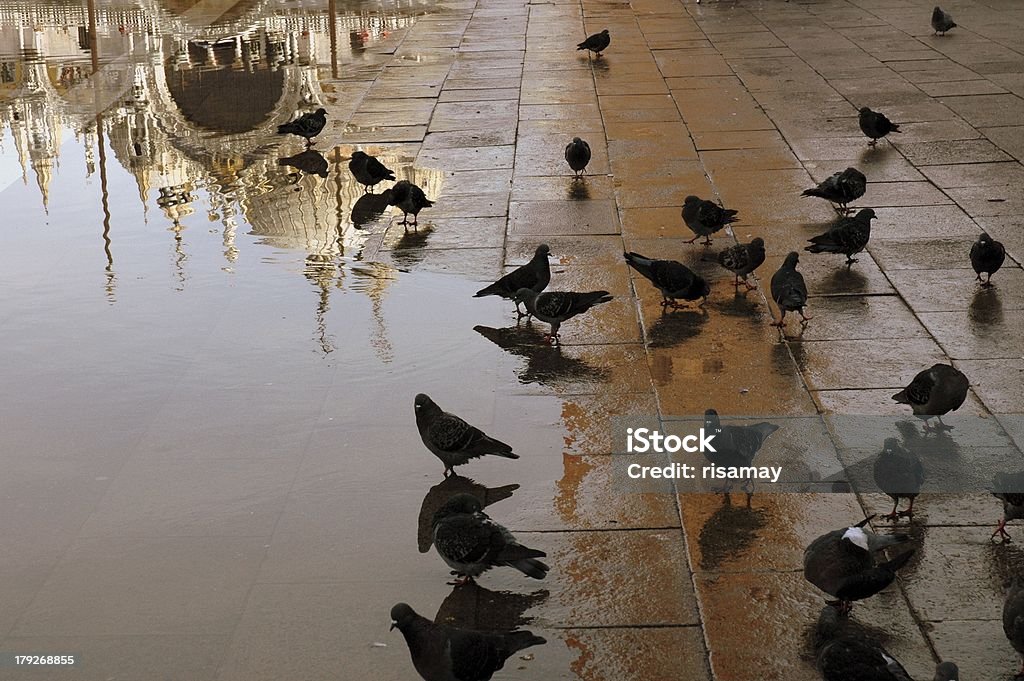 A Basílica de São Marcos, em Veneza, na Itália. - Foto de stock de Animal royalty-free