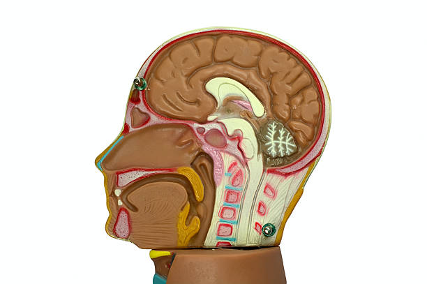 modèle de tête humaine isolé sur blanc - corpus striatum photos et images de collection