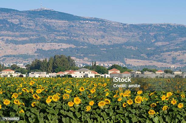이스라엘 정산 선플라워 필드 0명에 대한 스톡 사진 및 기타 이미지 - 0명, 갈릴리, 국경
