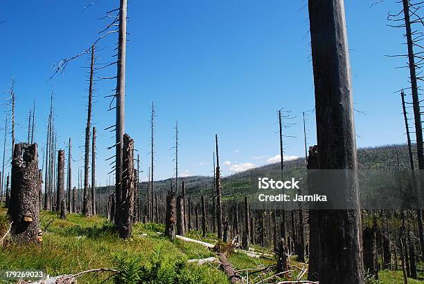 Floresta Dieback Ii - Fotografias de stock e mais imagens de Chuva Ácida - Chuva Ácida, Dióxido de carbono, Espruce