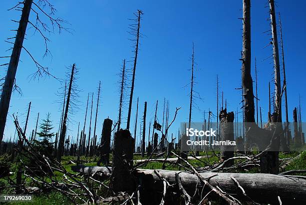 Foto de Floresta Dieback Iii e mais fotos de stock de Chuva Ácida - Chuva Ácida, Floresta, Dióxido de Carbono