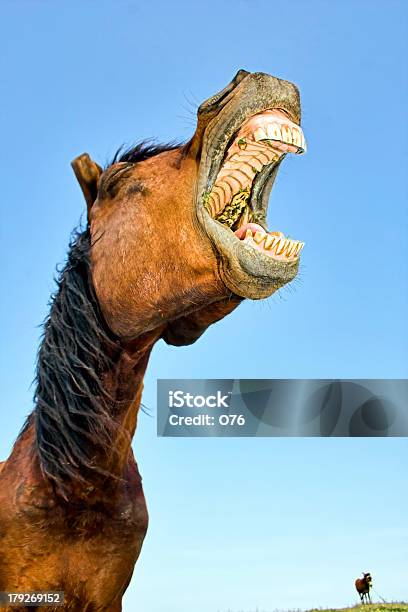 Caballo Con Sentido Del Humor Foto de stock y más banco de imágenes de Caballo - Familia del caballo - Caballo - Familia del caballo, Aire libre, Amistad