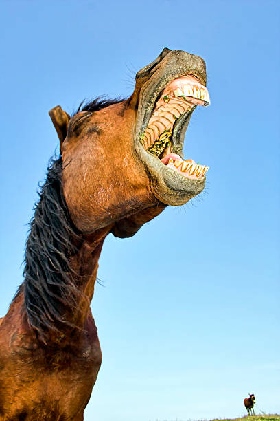 istock A horse opening its mouth really wide with a blue sky 179269152