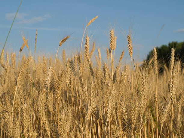 istock Ripened spikes of wheat field against a clear blue sky 179269213