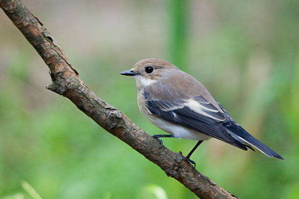 istock The Pied Flycatcher 179269290