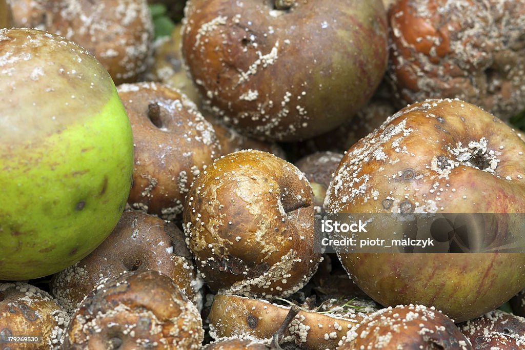 Rotten pommes - Photo de Antihygiénique libre de droits