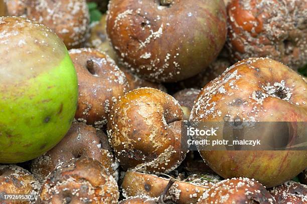 Photo libre de droit de Rotten Pommes banque d'images et plus d'images libres de droit de Antihygiénique - Antihygiénique, Endommagé, Fruit