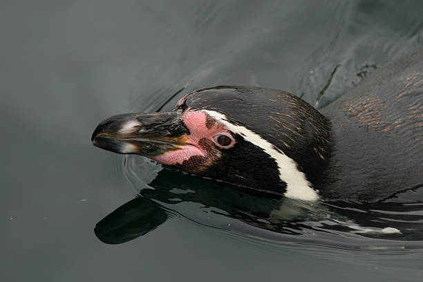 istock Humboldt penguin swimming 179269702