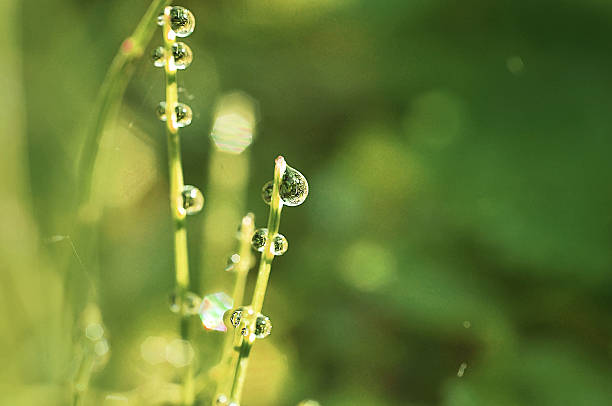 istock Morning dew on blades of grass 179269814