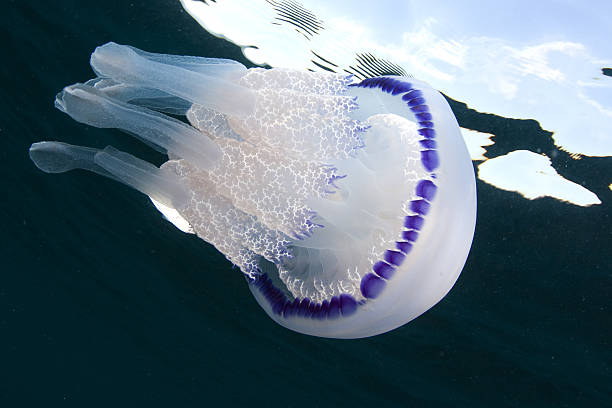 istock Rhizostoma Pulmo, Jellyfish 179269954