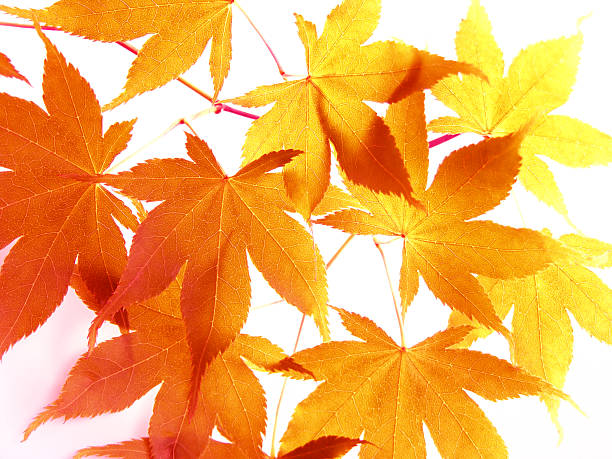 istock Autumn  leaves of japanese maple 179270028