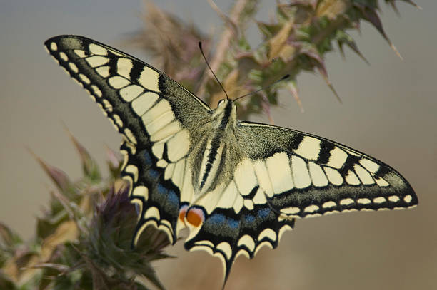 papilio machaon - splotched photos et images de collection