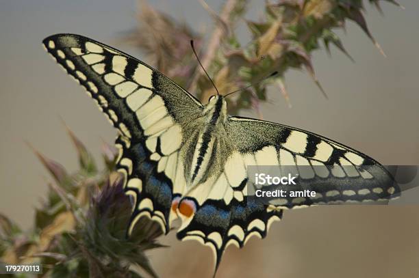 Papilio Machaon — стоковые фотографии и другие картинки Бабочка - Бабочка, Весёлый, Горизонтальный