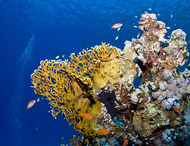 istock Colorful underwater world - underwater life 179270126