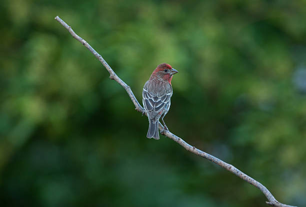 istock Male House Finch 179270156