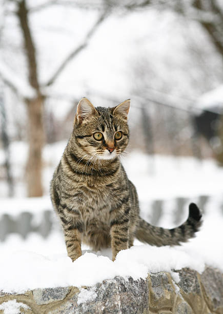 istock Cat in snow. 179270172