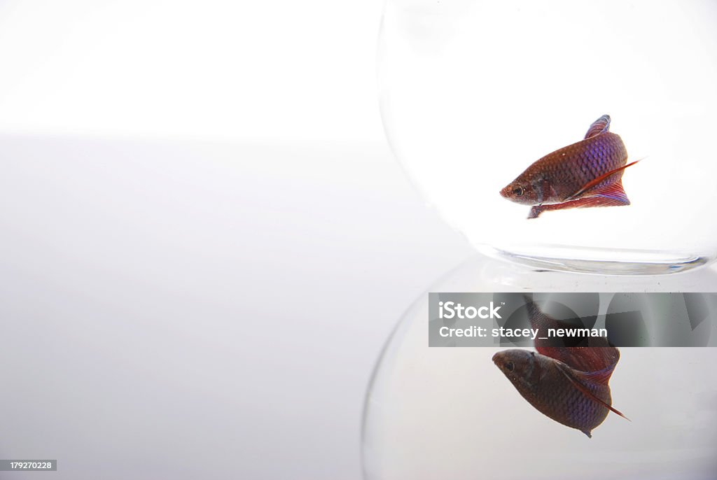 Poisson Betta réflexion - Photo de Animaux de compagnie libre de droits