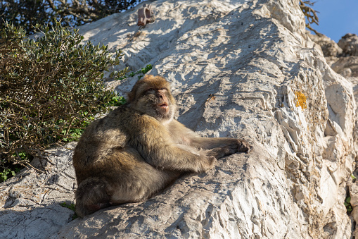 A Barbary Macaque, Macaca sylvanus, often mistakenly called Barbary Ape, although it is a tailless monkey,lying on the Rock of Gibraltar, where it has lived as an introduced species for centuries